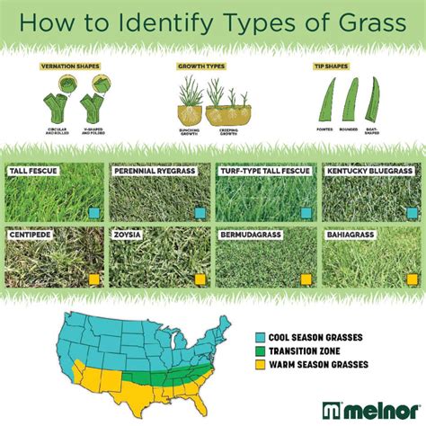 Types Of Grass Melnor Inc