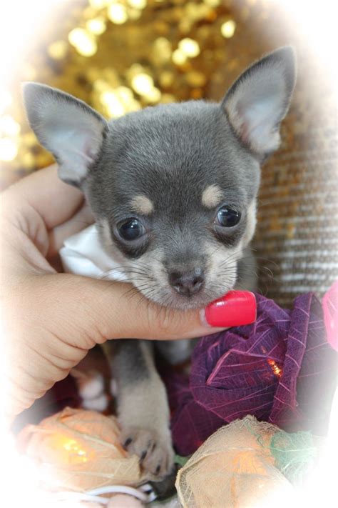 Our chihuahua quality you wont find just anywhere! K.C registered Blue girl chihuahua puppies | Kings Lynn ...