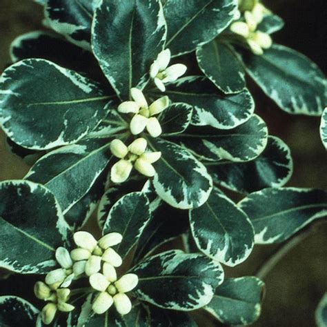 Learn more about planting, pruning and growing a mock orange in your moon valley nurseries variegated mock orange details and information. Variegated Japanese Mock Orange 'Variegatum' (Pittosporum ...