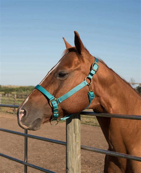 Nylon Horse Halter Valley Vet Supply Halters Halters Leads