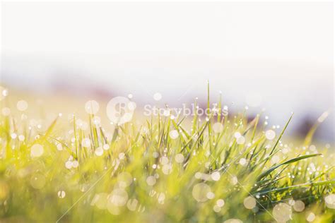 Close Up Of Morning Dew Drops On Blades Of Green Grass During Sunrise