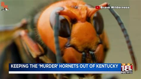 Specialists Protect Kentucky Bees From Murder Hornet
