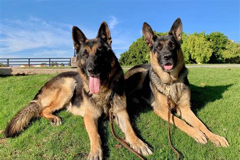 Freitag Kennels German Shepherds Puppies For Sale