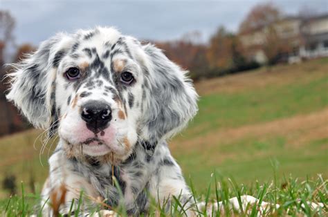 English Setter Puppies Care Training And More Pawzy
