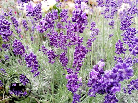 Lavendel blüht von juni bis august in verschiedenen violetttönen, rosa und weiß. Schöne Natur - Pflanzen Eindrücke aus Spanien Teil 7 - Auf ...