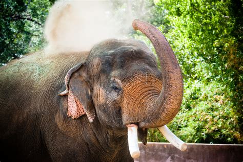 How We Care For Our Older Asian Elephants The Houston Zoo