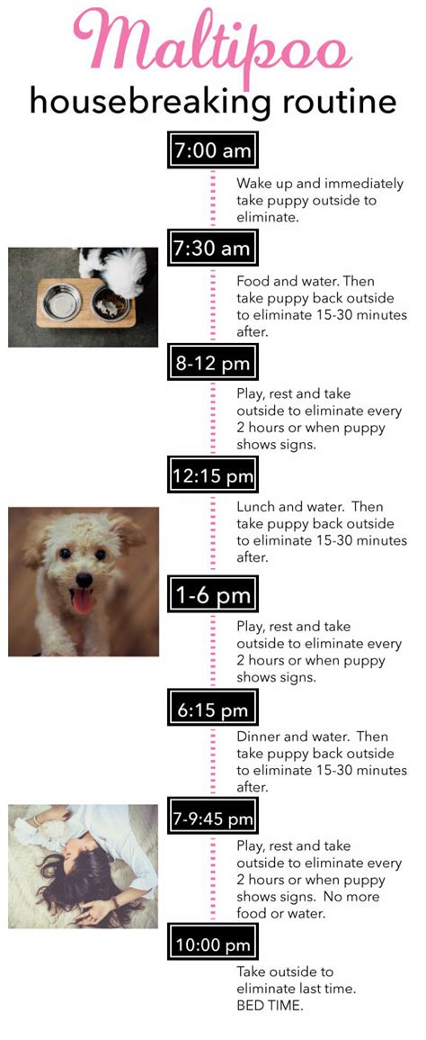 A younger pup could be potty trained, but can't hold their bladders very long, so potty training behavior should be continued as a precaution. Potty Training - MALTIPOOS.ORG