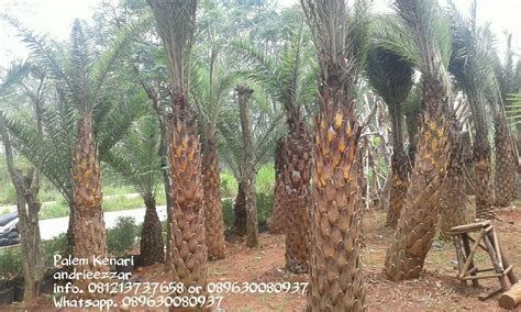 Maybe you would like to learn more about one of these? Pohon Kenari - Taksonomi, Morfologi, Manfaat Kacang Kenari ...