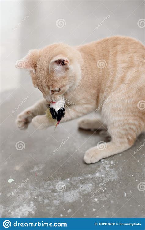 Cute Homeless Kittens Looking At Camera And Play Stock Photo Image Of
