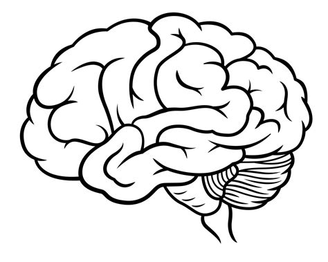 Doodle Style Human Brain Drawing 14441559 Vector Art At Vecteezy