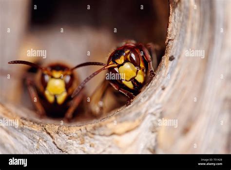 Portrait Of Two Big Wasps Hornets About An Entrance To A Nest Stock
