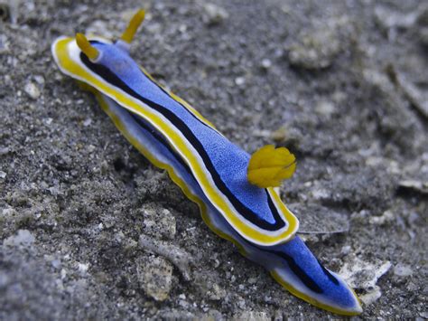 Nudibranch Chromodoris Annae Elias Levy Flickr