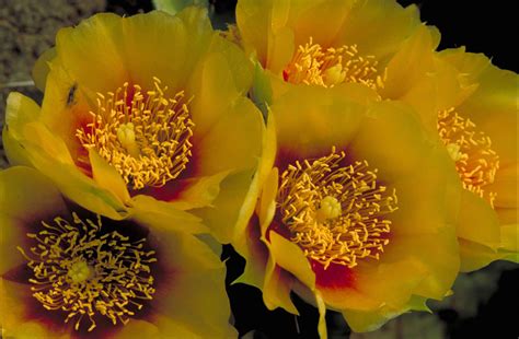 The genus is named after the ancient greek city of opus. Free picture: macro, flower, cactus, image, prickly, pear ...