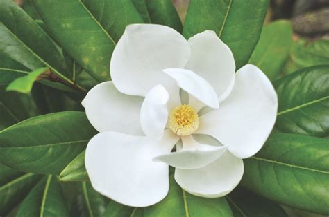 Magnolia Flowers Types Of Magnolia Trees And Planting Tips Flower Magazine