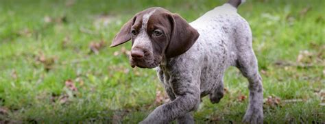 Chihauhau x toypom puppy for sale female puppy born 31 des 2020. Missouri River Kennels, South Dakota | German Shorthair ...