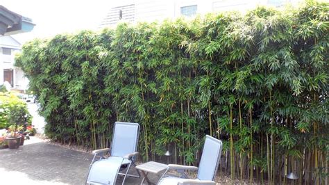 Privacy Hedges Planted Using Bamboo Create Thick Evergreen Fast Growing
