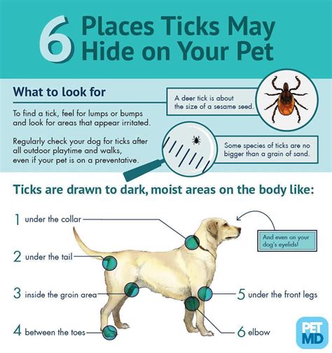 Couple this with the potential for very deep wounds due to a dog's sharp teeth and an infection can get serious. How To Tell If Your Dog Has Lyme Disease From A Tick Bite ...