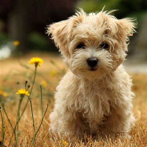Top 10 Dog Breeds With Pictures