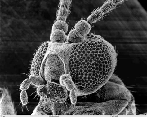 Just A Few Cool Scanning Electron Microscope Images Scanning Electron