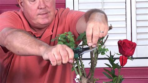 Growing Roses Rose Bush Care Maintenance Youtube