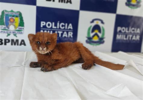 Ameaçado De Extinção Filhote De Gato Mourisco é Encontrado Por Morador