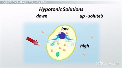 Osmotic pressure will simply move the water molecules across the membrane until the solute (the three types of osmosis examples. Osmosis: Definition & Examples - Video & Lesson Transcript ...