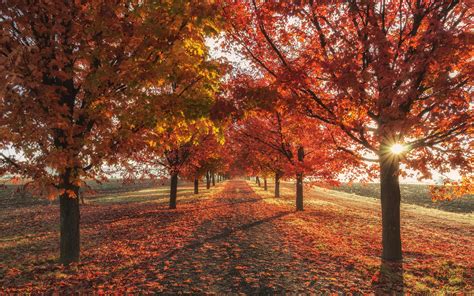 3840x2400 Autumn Fall Season Trees 4k 4k Hd 4k Wallpapers Images