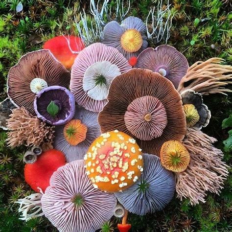 Jill Bliss Fungi Art Stuffed Mushrooms Mushroom Art