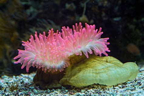 A Pink And White Sea Anemone Sitting On The Bottom Of A Coral Tank