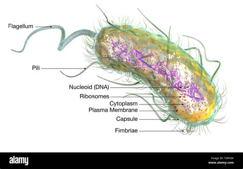 Illustration Showing Escherichia Coli Bacteria E Coli With Nucleoid