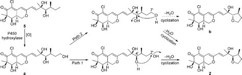 Scheme 1 Proposed Biosynthetic Pathway Of 2 From 5 Download
