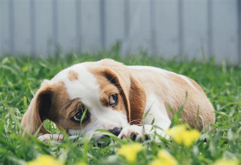 When you think of energy, you may often think of puppies. When Do Beagle Puppies Calm Down? - Modern Beagle