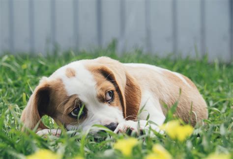 Why is your dog restless? When Do Beagle Puppies Calm Down? - Modern Beagle