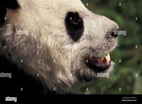 Giant Panda Head Shot China Stock Photo Alamy
