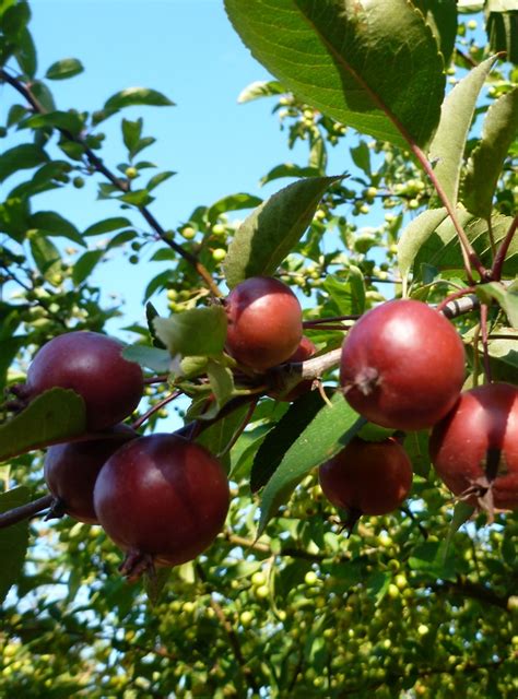 Malus Makamik Makamik Crabapple Garden Center Marketing