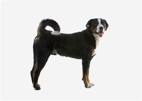europetnet greater swiss mountain dog