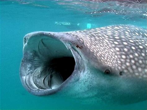 The Whale Shark Is The Largest Fish In The World