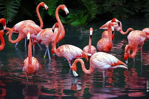 How Many Species Of Flamingos Live In The World