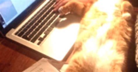 My Cat Insists On Helping Me With Assignments Imgur