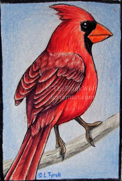 Cardinal By Theblaqkwolf On Deviantart