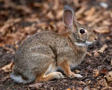 New England Cottontail Facts Diet Habitat And Pictures On Animaliabio