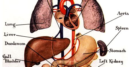 Many terms are used to describe relative location on a coronal or frontal plane divides the body into dorsal and ventral (back and front, or posterior and however, the term usually refers to the space where internal organs develop, located between the. Funny Pictures Gallery: Organs, internal organs diagram, body organs location, body organs, organ