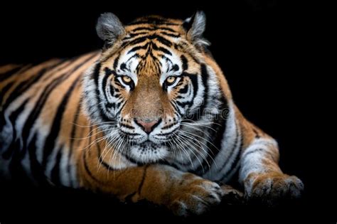 Tiger With A Black Background Stock Photo Image Of