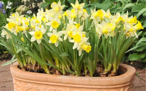 We did not find results for: Fiori Gialli Piccoli Simili Ai Narcisi - Narcisi Gialli ...