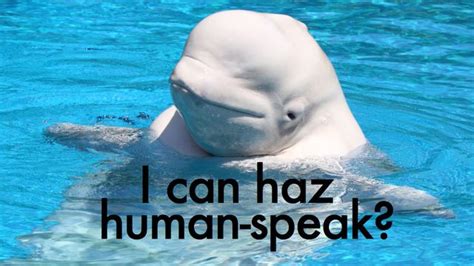 Easily The Best Thing Youll Hear All Week A Beluga Whale Mimicking