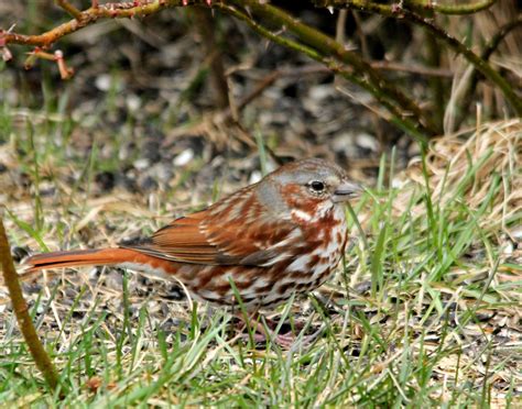 Here And There Day 89 29th March 2016 Fox Sparrow Chickadee And