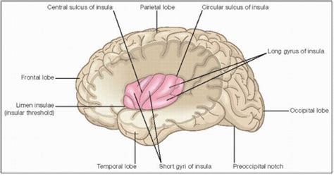 Anterior insular cortex in multisensory attention 3. Insular Lobe Epilepsy | Neupsy Key