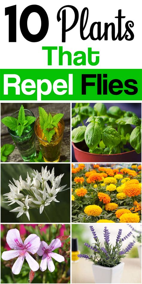 Flowers That Repel Bugs In Garden Wellness For Life Chiropractic 8