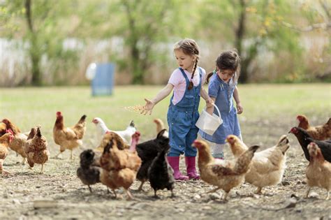 5 Ways To Raise Chickens Around Children Chickens For Backyards
