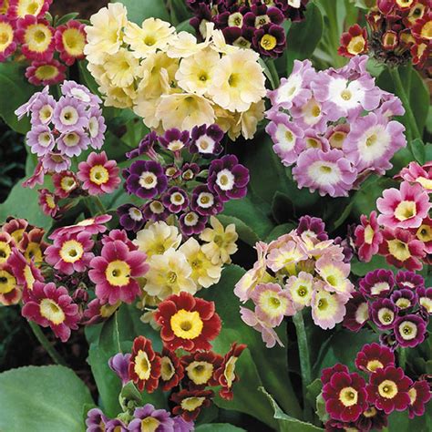 Buy Primula Auricula Plants | J Parker Dutch Bulbs | Primula auricula